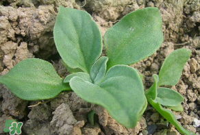 冰草什么時(shí)候種？冰草怎么種植？