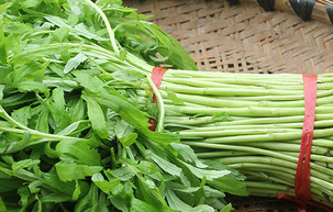 泥蒿的葉子可以吃嗎？泥蒿的葉子能不能吃