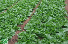 冰菜什么季節(jié)種植？冰菜怎么種植？