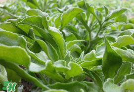 冰菜什么季節(jié)種植？冰菜怎么種植？