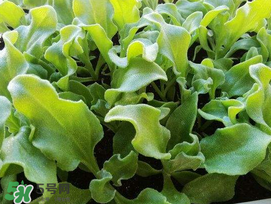 冰菜什么季節(jié)種植？冰菜怎么種植？