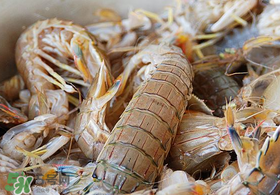 蝦爬子死了能吃嗎？蝦爬子死能放多久？