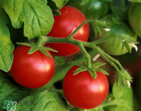 蝦爬子可以和西紅柿一起吃嗎？蝦爬和西紅柿能一起吃嗎？