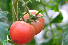 蝦爬子可以和西紅柿一起吃嗎？蝦爬和西紅柿能一起吃嗎？