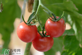 蝦爬子可以和西紅柿一起吃嗎？蝦爬和西紅柿能一起吃嗎？