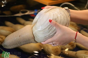 2017象拔蚌多少錢(qián)一斤？象拔蚌多少錢(qián)一斤2017？