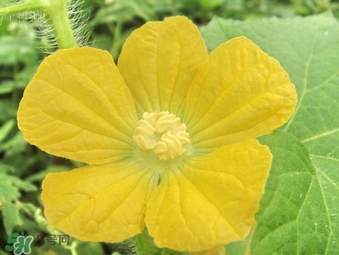 黃瓜花能吃嗎？黃瓜花怎么吃