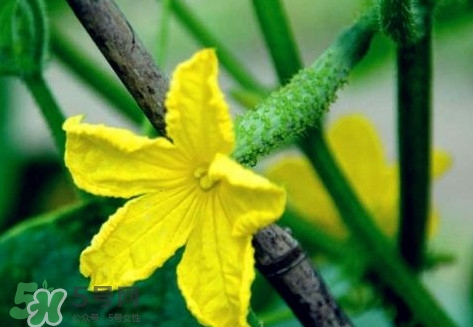 黃瓜花能吃嗎？黃瓜花怎么吃