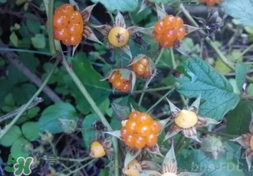 刺泡是覆盆子嗎？刺泡和覆盆子的區(qū)別