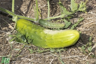 黃瓜根能吃嗎？黃瓜根可以吃嗎？