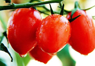 圣女果是水果還是蔬菜？圣女果屬于蔬菜還是水果