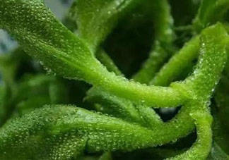 冰草可以放冰箱嗎？冰草能用冰塊保存嗎？