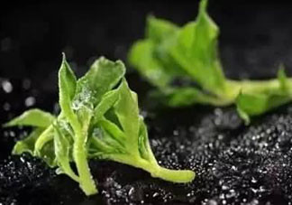 冰草怎么涼拌？冰草怎么涼拌好吃？