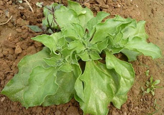 冰菜什么季節(jié)種植？冰菜怎么種植？