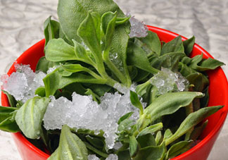 孕婦可以吃冰草嗎？冰草對孕婦有什么好處？