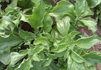 冰草什么時(shí)候種？冰草怎么種植？