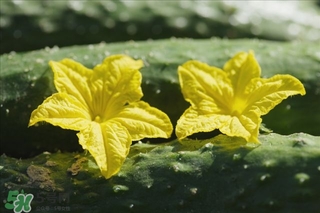 黃瓜根能吃嗎？黃瓜根可以吃嗎？