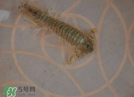 蝦爬子怎么保存？蝦爬子怎么保存才新鮮？