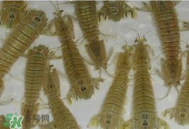 蝦爬子怎么保存？蝦爬子怎么保存才新鮮？