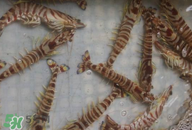 蝦爬子能放多久？蝦爬子怎么保存時間長？