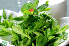 冰草是田七嗎？冰草和田七一樣嗎？