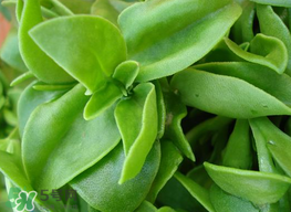 穿心蓮和田七一樣嗎？穿心蓮與田七的區(qū)別