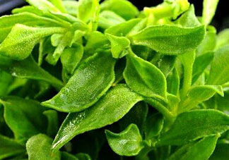 冰草是田七嗎？冰草和田七一樣嗎？