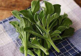 吃冰菜有什么好處？冰菜吃了有什么好處？