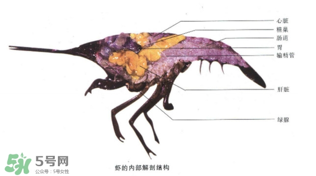 油燜大蝦怎么洗？油燜大蝦怎么清洗