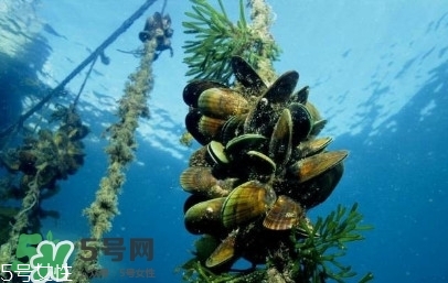 青口貝如何清洗？青口貝怎么處理