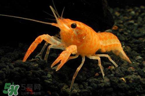 蝦子怎么養(yǎng)？蝦子如何養(yǎng)