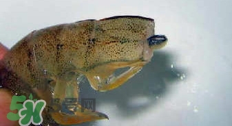 油燜大蝦怎么洗？油燜大蝦怎么清洗