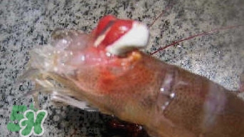 油燜大蝦怎么洗？油燜大蝦怎么清洗