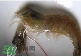 油燜大蝦怎么洗？油燜大蝦怎么清洗