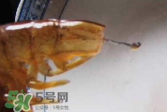 油燜大蝦怎么洗？油燜大蝦怎么清洗