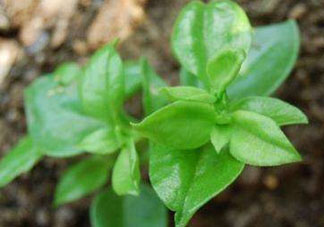 冰菜和穿心蓮是同一種菜嗎？冰菜和穿心蓮是一科嗎？