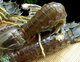 蝦爬子是寒性的嗎？蝦爬子是熱性的還是寒性的？