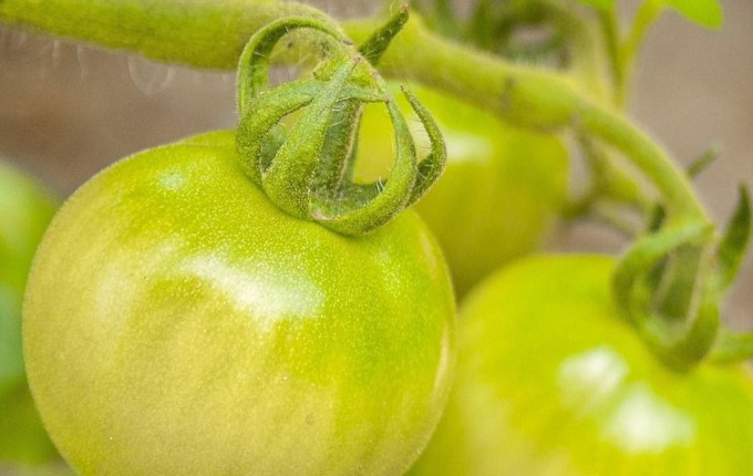 青番茄可以吃嗎？青番茄能不能吃