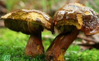 牛肝菌有毒嗎？有毒牛肝菌圖片