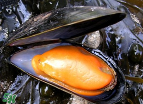 淡菜什么時(shí)候最肥？淡菜什么時(shí)候吃最好？