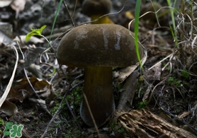 美味牛肝菌多少錢一斤？一斤牛肝菌多少錢？