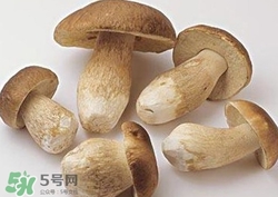 美味牛肝菌多少錢一斤？一斤牛肝菌多少錢？