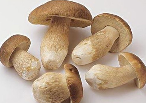 牛肝菌怎么吃？牛肝菌怎么做不會(huì)中毒