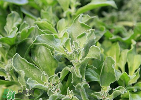 冰菜是什么菜？冰菜和冰草一樣嗎？