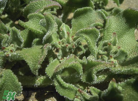 冰菜是什么菜？冰菜和冰草一樣嗎？