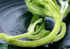 冰菜是什么菜？冰菜和冰草一樣嗎？