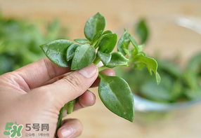 冰菜和穿心蓮是同一種菜嗎？冰菜和穿心蓮是一科嗎？