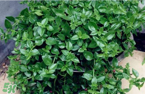 冰菜和穿心蓮是同一種菜嗎？冰菜和穿心蓮是一科嗎？