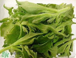 冰菜可以生吃嗎？冰菜能生吃嗎？