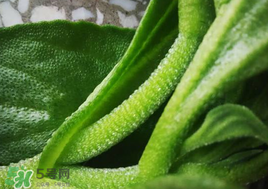 冰菜可以生吃嗎？冰菜能生吃嗎？